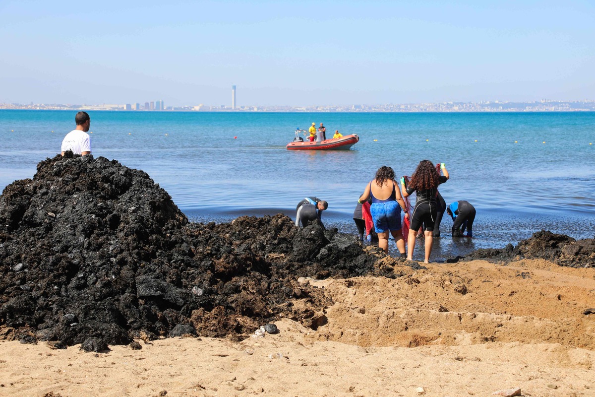 algeria beaches covered brownish algae